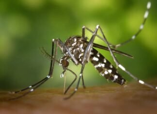 Dengue: ante síntomas, podés concurrir a cualquiera de los 100 Centros de Salud, las DEM y hospitales municipales