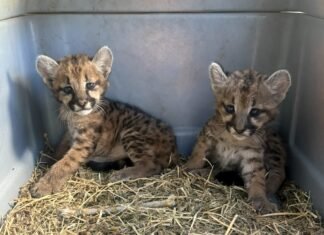 Dos cachorros de puma fueron rescatados y trasladados al Parque de la Biodiversidad