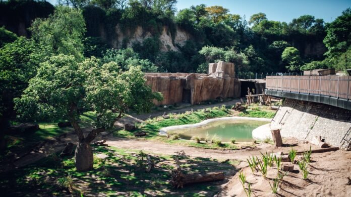 Passerini inauguró el “Refugio de las Barrancas”, un nuevo espacio donde vivirán los osos del Parque de la Biodiversidad