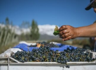 Mendoza: exclusiva experiencia en Casa de Uco para disfrutar en temporada de vendimia