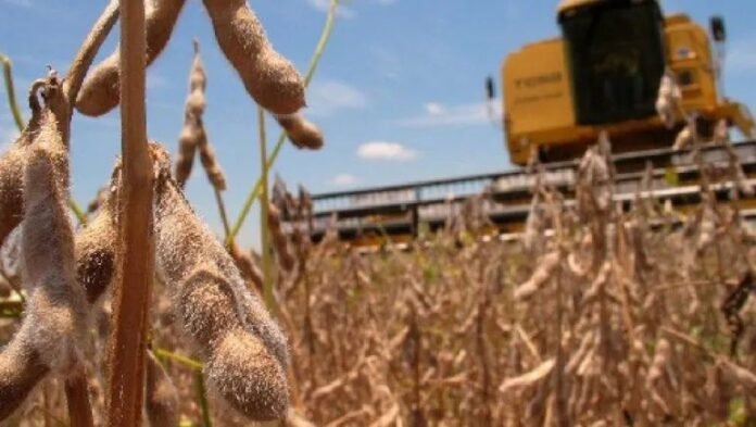 Fuerte expectativa: la cadena agroindustrial argentina podría aumentar 74% sus exportaciones