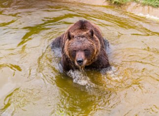 El oso Koda del Parque de la Biodiversidad padece un tumor maligno y se encuentra bajo tratamiento médico