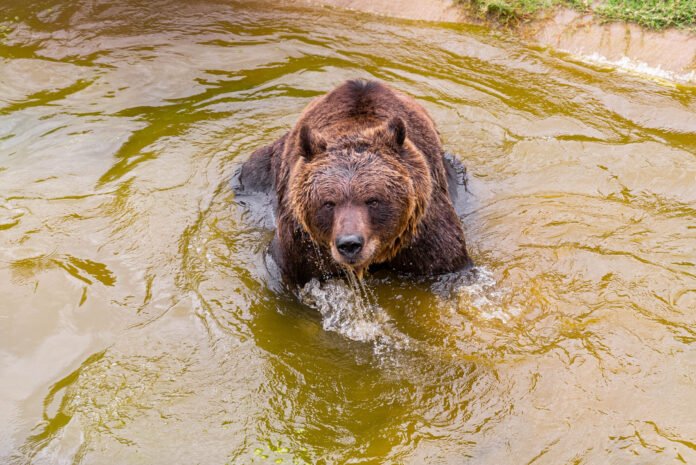 El oso Koda del Parque de la Biodiversidad padece un tumor maligno y se encuentra bajo tratamiento médico