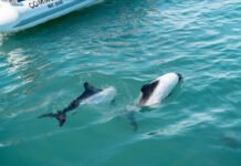 Verano en Puerto Madryn: cómo es y qué se puede hacer