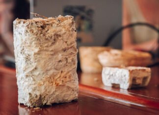 Con micelio de hongos y cartón reciclado reemplazan el uso de telgopor y espumas poluretánicas para producción de paneles aislantes que se utilizan en la construcción