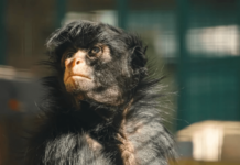 Murieron la mona “Lisa” y el tigre “Diego”, históricos animales del Parque de la Biodiversidad