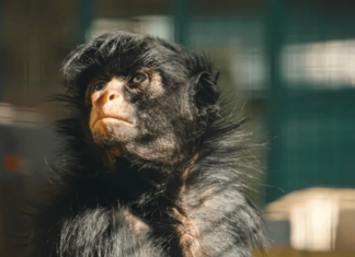 Murieron la mona “Lisa” y el tigre “Diego”, históricos animales del Parque de la Biodiversidad