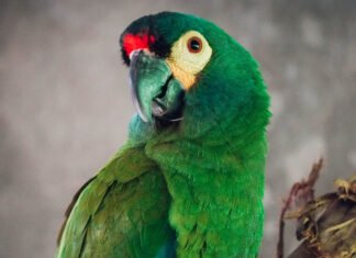 Trasladaron a un loro en peligro crítico de extinción en Argentina a la reserva Puente Verde en Misiones