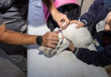 En abril, continúa la vacunación antirrábica gratuita y las tutorías responsables en los barrios de la ciudad