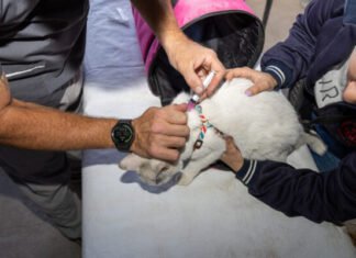 En abril, continúa la vacunación antirrábica gratuita y las tutorías responsables en los barrios de la ciudad