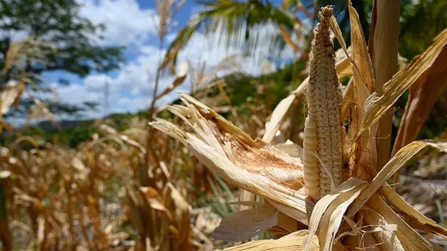 Plantas de maíz secas en el campo, con mazorcas que nunca se llenaron