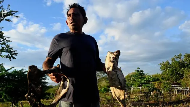 Darwin Cruz muestra parte parte de la carcasa de una de sus vacas que murió por la sequía. En la mano tiene dos huesos, incluyendo una mandíbula
