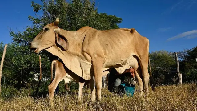 Darwin Cruz ordeñando una de las vacas que aún le quedan. La vaca se ve raquítica