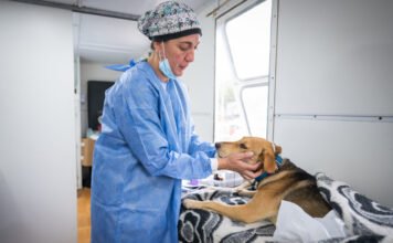 Desde mañana, vecinos podrán reservar turnos para castraciones de animales de compañía en el CPC Ruta 20