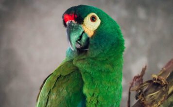 Trasladaron a un loro en peligro crítico de extinción en Argentina a la reserva Puente Verde en Misiones